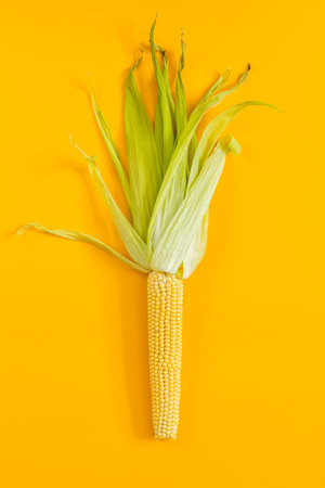 Corn on yellow surface as decoration for Thanksgiving Table, Halloween, and the Fall Season.