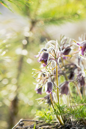 Eastern pasqueflower, prairie crocus, cutleaf anemone with water drops,  dolly shot, shallow depth...