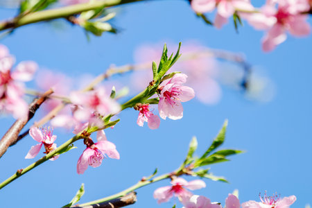 Spring background art with pink peach blossom. Beautiful nature scene with blooming tree and sun...