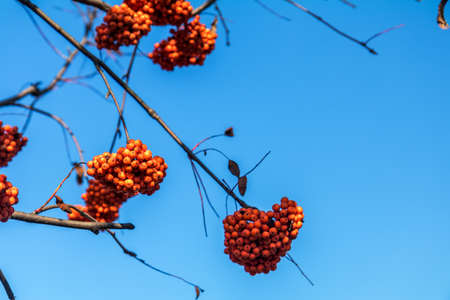 Bunches of bright red Rowan berries on a branch against the blue sky on a Sunny autumn day.の写真素材