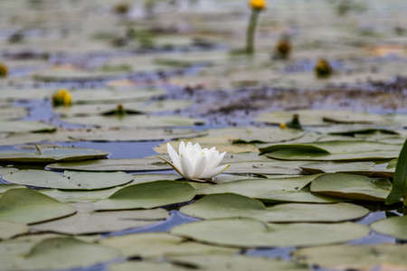 White water lily in a pond. Nymphaea alba. Beautiful white water lily and tropical climates. Water lily background. A living embodiment of the fantasy of nature.の写真素材