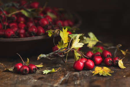 Autumn harvest Hawthorn berry with leaves in bowl on a wooden table background. Copy space. Dark rustic style. Natural remedyの写真素材