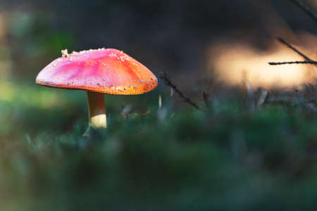 Poisonous fly agaric/ fly amanita mushroom in the central European pine forest. Sunny autumn beautiful day, dolly shot, shallow depth of the fieldの写真素材