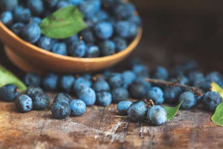Autumn harvest blue sloe berries on a wooden table background. Copy space. Dark rustic style. Natural remedyの写真素材