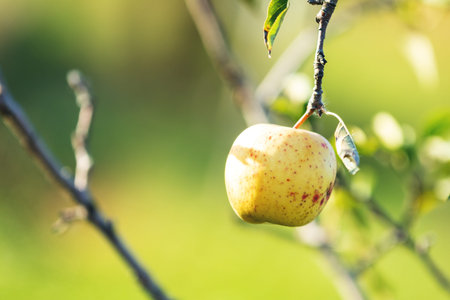 Fresh raw yellow sunny apple on the branch in the garden on sunny day. Close up, shallow depth of...