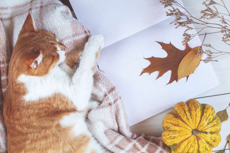 red white cat sleep on plaid, pumpkin, autumn leaves, notepad. Autumn winter beautiful background, cozy home concept,  .の写真素材