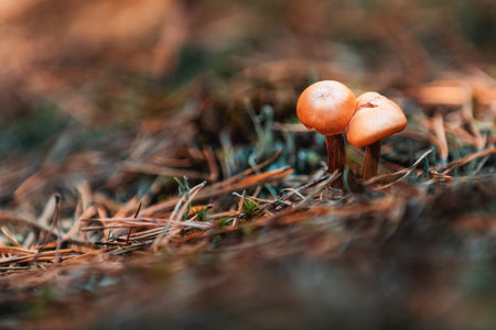 Poisonous mushrooms in the central European pine forest. Autumn beautiful day, dolly shot, shallow...