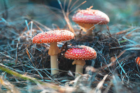 Poisonous fly agaric/ fly amanita mushroom in the central European pine forest. Sunny autumn beautiful day, dolly shot, shallow depth of the field, toned photoの写真素材