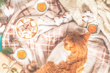 Red white cat on plaid, cup of coffee, cotton plant flower branches, notepad, candles. Autumn winter...