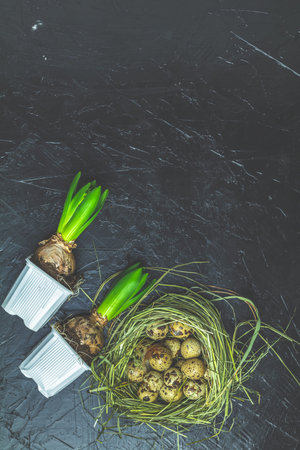 Easter decoration with two hyacinths in pots and quail eggs in nest over black concrete table...