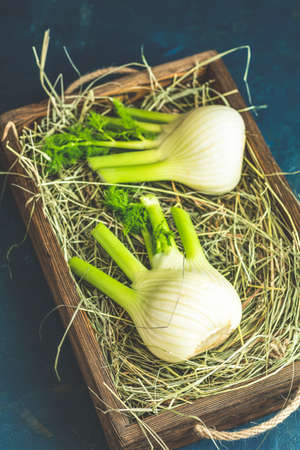 Fresh Florence fennel bulbs or Fennel bulb in wooden box with dried grass on dark blue concrete background. Healthy and benefits of Florence fennel bulbs.の写真素材