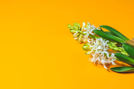 Two white hyacinths on yellow surface background. Minimalism, top view, copy space for you text. Happy Easter, Mothers day, birthday, wedding marriage festive background.の写真素材