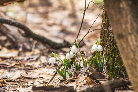 White blooming snowdrop folded or Galanthus plicatus in the forest background. Cloudy spring day, dolly shot, close up, shallow depths of the fieldの写真素材