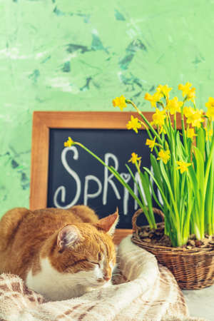 Calligraphic inscription hand lettering letters spring on black chalkboard standing on green concrete surface with yellow blossom narcissus in wicker basket and cute red white cat.の写真素材