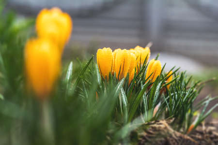 Yellow blooming crocuses with water drops. Low angle. Beautiful spring background with copy space. Spring sunny day in the forest. Close up, shallow depth of the field.の写真素材