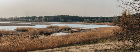 Beautiful early spring river landscape. Dried cane, near water, pine forest and cottages along the...