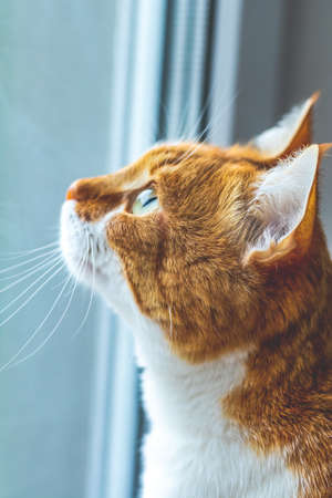 Portrait cut funny white-and-red cat close up. Interested in looking in the window. Toned photoの写真素材
