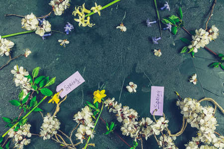 Spring white apricot blooming branches and yellow an blue hyacinth over dark green background. Spring holidays greeting card. Copy space. floral background. Toned imageの写真素材