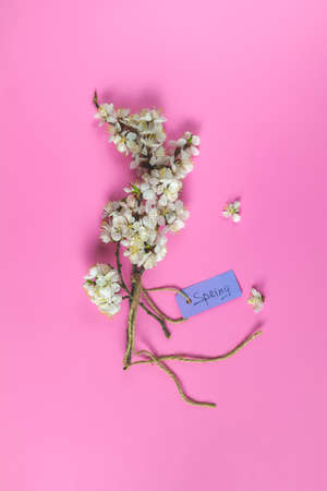Spring white apricot blooming branches over pink background. Womens day easter spring  holiday greeting card. Copy space. floral background.の写真素材