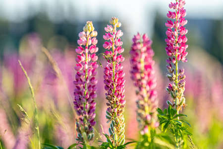 Blooming lupine flowers. Sunlight shines on plants. Pink spring and summer flowers. Gentle warm soft colors, blurred backgroundの写真素材
