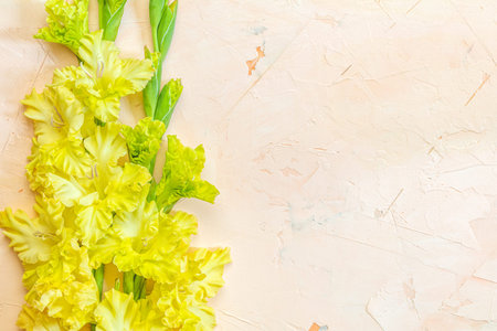 Flat lay composition with beautiful gladiolus flowers on pink concrete background. Pattern of gladiolus with space for your text, holiday greeting card の写真素材
