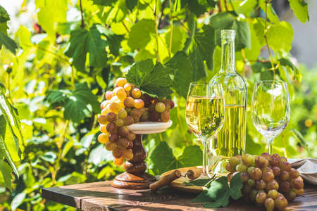 Grape and white wine. Green grape and white wine in vineyard. Sunny garden with vineyard background, summer mood concept, selective focusの写真素材