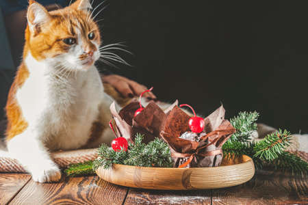 Sweet chocolate muffins decorated cherry in brown paper with ribbon on wooden bowl surrounded  pine branches. Cute red white cat in the background. Close up, shallow depth of the field, greeting food composition.の写真素材