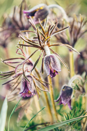 Eastern pasqueflower, prairie crocus, cutleaf anemone with water drops, dolly shot, shallow depth of...
