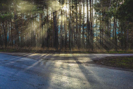 Beautiful sunny day in late autumn pine forest. Sun rays through the trees. View from asphalt road.の写真素材