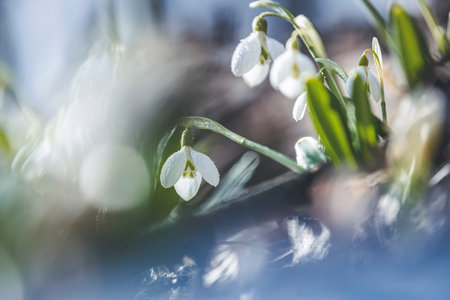 Tender spring flowers snowdrops harbingers of warming symbolize the arrival of spring. White blooming snowdrop folded or Galanthus plicatus. Spring sunny day in the forest. Easter picture, copy space.の写真素材