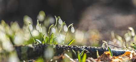 Panoramic view to spring flowers in the forest. White blooming snowdrop folded or Galanthus plicatus in the forest background. Spring day, dolly shot, close up, shallow depths of the field.の写真素材
