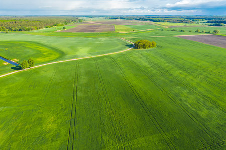 Crop and agriculture concept, drone flying over field countryside at sunny cloudy spring time....