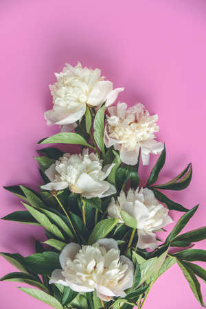 Flat lay composition with white peony flowers on a pink backgroundの写真素材
