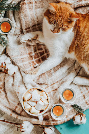 Red white cat on plaid, cup of coffee, spruce branches, gift, candles. Christmas and New Year, autumn winter beautiful background, cozy home concept, copy space.の写真素材