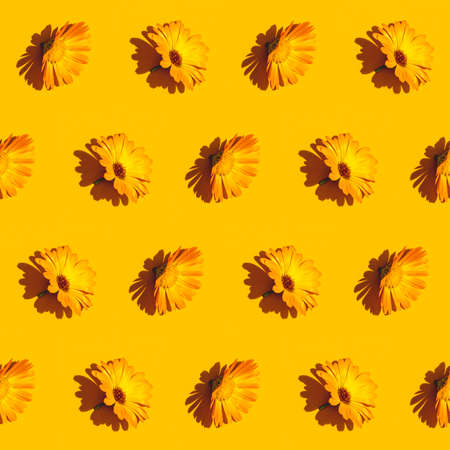 Diagonal pattern from marigold calendula flower on bright yellow background. Creative minimalist flat lay with hard light.の写真素材