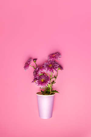 Creative layout made of coffee or tea pink paper drinking cup with pink chrysanthemums on pink background, flat lay.の写真素材