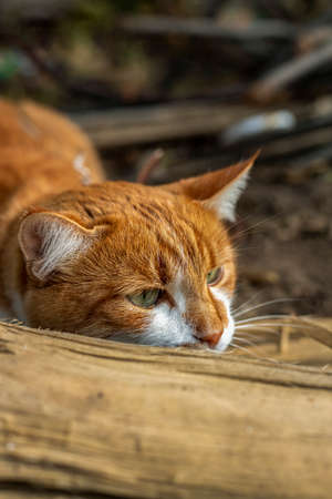 Cat that sees a threat is preparing for a jump, a cats emotions close up. Cute red-white catの写真素材