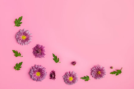 Creative layout made of  pink chrysanthemums on pink background, flat lay.