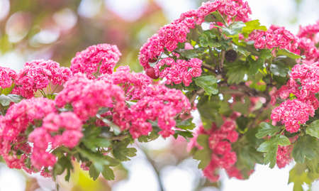 Panoramic view to spring background art with Beautiful pink hawthorn blossom at the beautiful bokeh. Beautiful spring background. Copy space.の写真素材