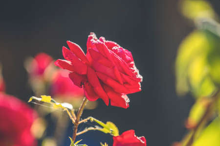 Beautiful red rose with water drops in autumn garden with amazing evening sunny light. Shallow depth of the field.の写真素材