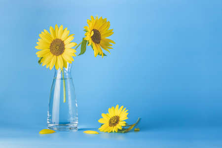 Bouquet of fresh sunflowers in glass vase on light blue background. Shallow depth on the field, copy space.の写真素材