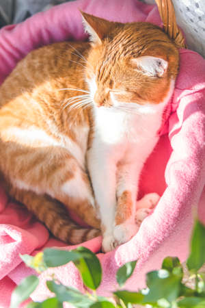 Morning sunlight on the sleeping red cat. Cute funny red-white cat on the windowsill in basket with pink blanket, close up.の写真素材