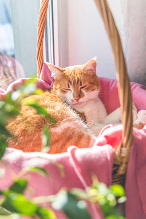 Morning sunlight on the sleeping red cat. Cute funny red-white cat on the windowsill in basket with pink blanket, close up.の写真素材