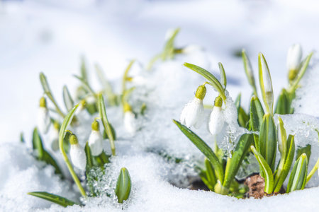 Sunrise sunset light on the white tender snowdrops covered snow in the spring forest. Beautiful spring background with copy space. Holiday card for the Mother Day, Valentines Day, Easterの写真素材