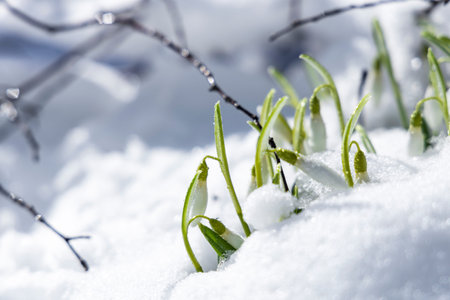 Sunrise sunset light on the white tender snowdrops covered snow in the spring forest. Beautiful...