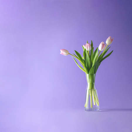 Bright pink white colorful tulips flowers blooming. Holiday bouquet on violet background. Copy spaceの写真素材