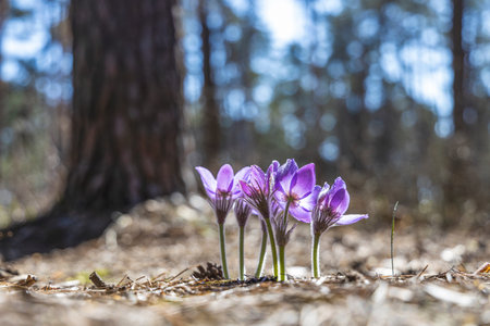 Beautiful spring violet flowers background. Eastern pasqueflower, prairie crocus, cutleaf anemone...