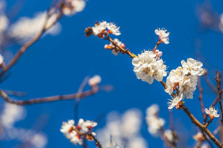 Apricot tree blossom in the city park on spring sunset time on blue sky surface. Beautiful nature background. Toned photo, close up, shallow depth of the field.の写真素材