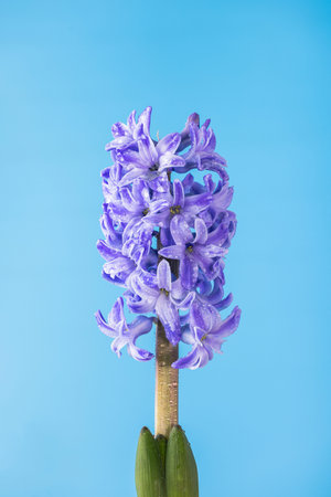 Blue lilac hyacinth flower with drops of dew, macro isolated against a blue background. The branch...