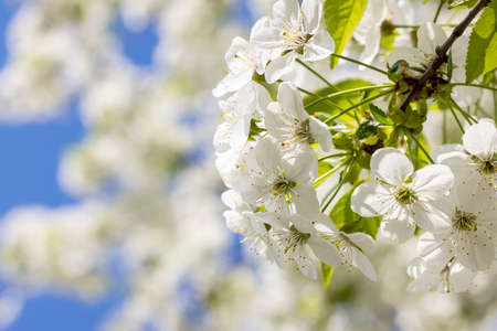 Spring background art with white cherry blossom on blue sky background. Beautiful nature scene with blooming tree and sun flareの写真素材